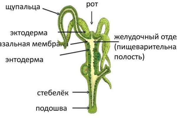 Кракен лег