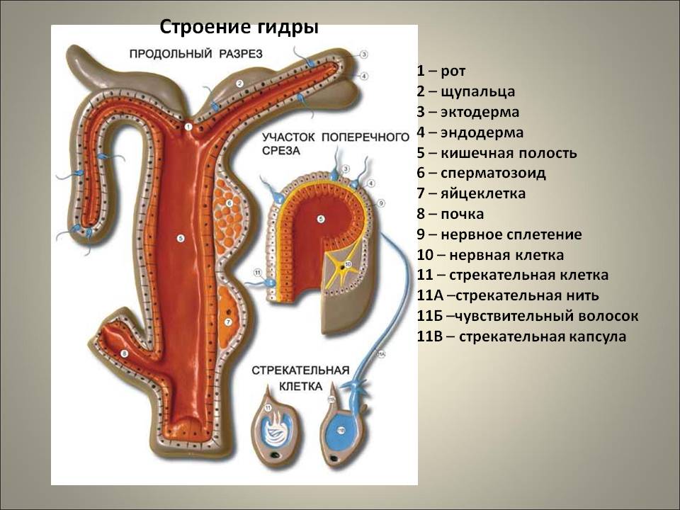 Активная ссылка на кракен